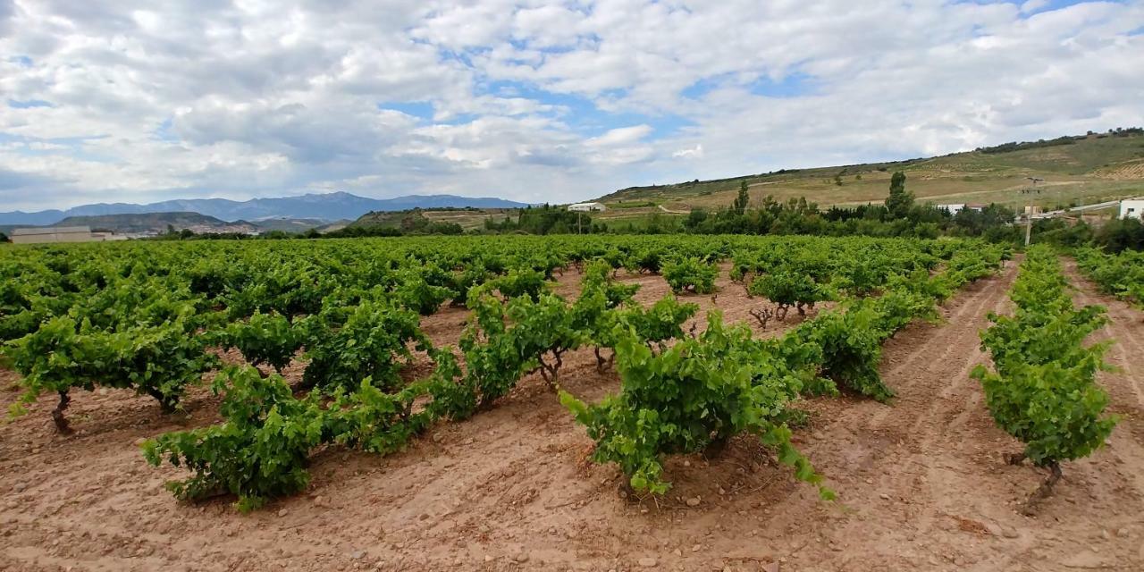 Apartamento ENTREVIÑAS en el corazón de La Rioja Fuenmayor Exterior foto